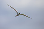 Arctic tern