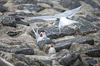 Arctic terns