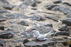 Arctic tern