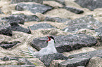 Arctic tern