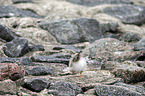 Arctic tern
