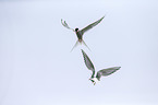Arctic terns