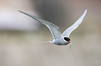 Arctic tern