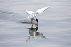 Arctic tern