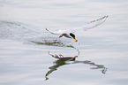 Arctic tern