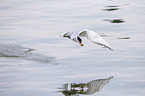 Arctic tern