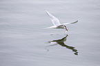 Arctic tern