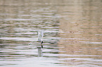 Arctic tern