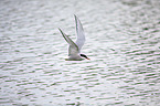 Arctic tern