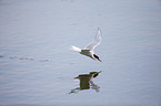Arctic tern