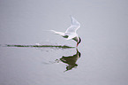Arctic tern