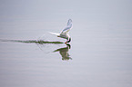 Arctic tern