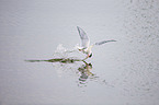 Arctic tern
