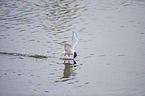 Arctic tern