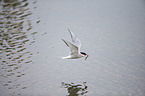 Arctic tern