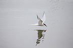 Arctic tern