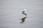 Arctic tern