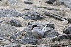 Arctic terns