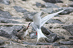 Arctic terns