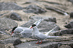 Arctic terns
