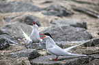 Arctic terns