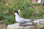 Arctic tern