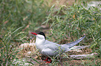 Arctic tern