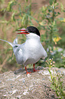 Arctic tern