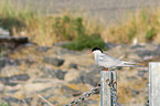 Arctic tern