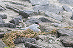 Arctic terns