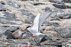 Arctic terns