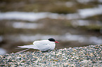 Arctic tern