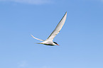 flying Arctic tern