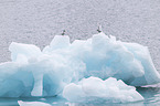 Arctic terns