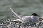 Arctic tern