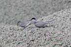 Arctic terns