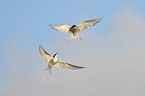 Arctic tern