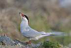 Arctic tern