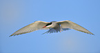 Arctic tern