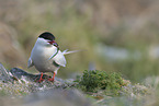 Arctic tern