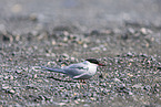 Arctic tern