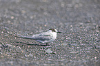 Arctic tern