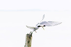 Arctic tern