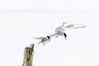 Arctic tern