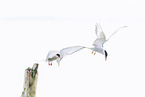 Arctic tern