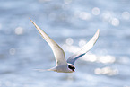Arctic tern