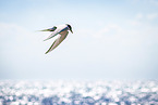 Arctic tern