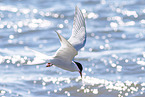 Arctic tern