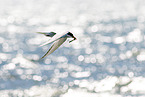 Arctic tern