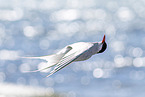 Arctic tern